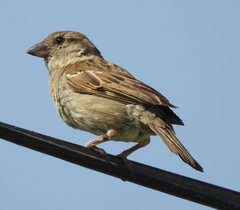 Passer domesticus