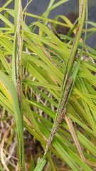 Carex aquatilis