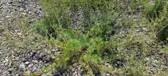Artemisia borealis
