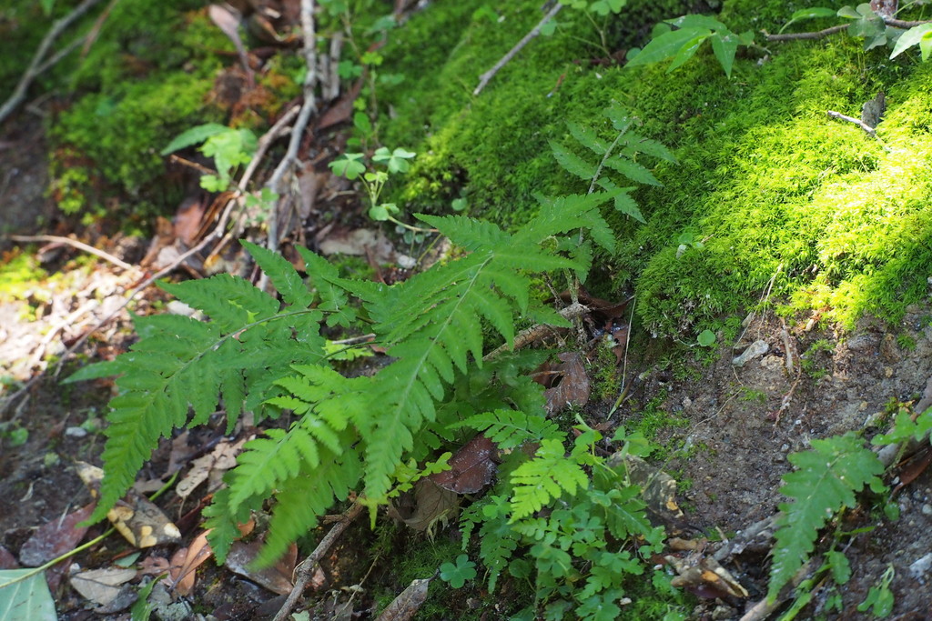 Cornopteris