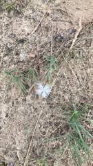 Dianthus hyssopifolius
