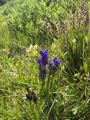 Gentianopsis thermalis