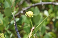 Rudbeckia scabrifolia
