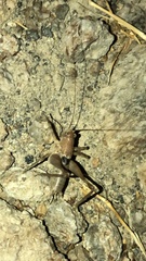 Inyodectes bandari