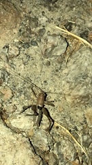 Inyodectes bandari
