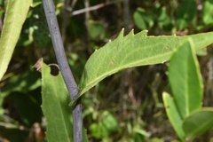Rudbeckia scabrifolia