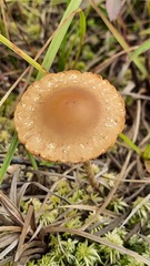 Meottomyces dissimulans