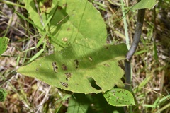 Rudbeckia scabrifolia