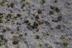 Monocarpus sphaerocarpus