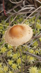 Meottomyces dissimulans