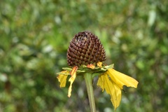 Rudbeckia scabrifolia