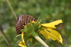 Rudbeckia scabrifolia
