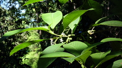 Guettarda crispiflora image