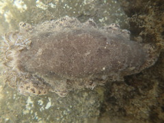 Geitodoris planata