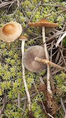 Meottomyces dissimulans