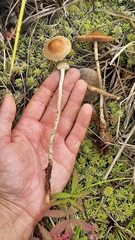 Meottomyces dissimulans