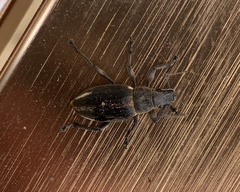 Brachyderes lusitanicus