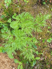 Pulsatilla occidentalis