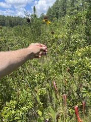 Rudbeckia scabrifolia