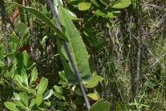 Rudbeckia scabrifolia