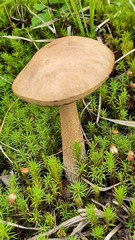 Leccinum scabrum
