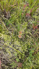 Meottomyces dissimulans