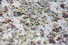 Monocarpus sphaerocarpus