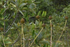 Rudbeckia scabrifolia