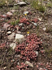 Sedum debile