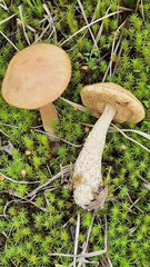 Leccinum scabrum