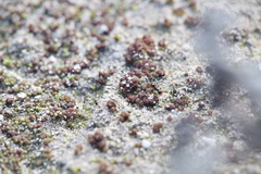 Monocarpus sphaerocarpus