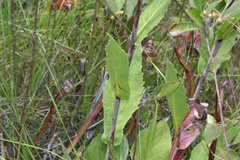 Rudbeckia scabrifolia