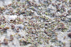 Monocarpus sphaerocarpus