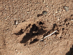 Cervus elaphus