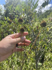 Rudbeckia scabrifolia