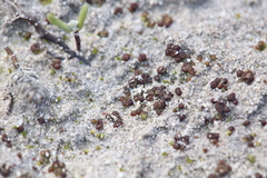 Monocarpus sphaerocarpus