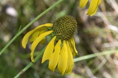 Rudbeckia scabrifolia