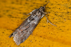 Laodamia faecella