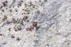 Monocarpus sphaerocarpus