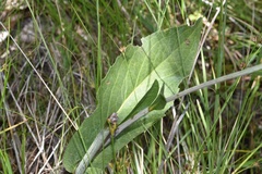 Rudbeckia scabrifolia