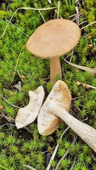 Leccinum scabrum