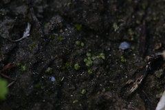 Monocarpus sphaerocarpus