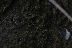 Monocarpus sphaerocarpus