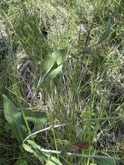 Rudbeckia scabrifolia