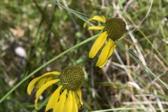 Rudbeckia scabrifolia