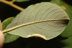 Phyllonorycter salictella