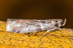 Laodamia faecella