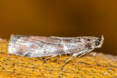 Laodamia faecella