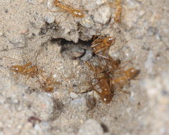 Myrmecocystus