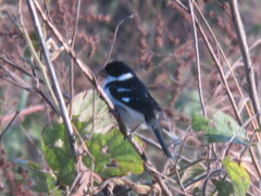 Sporophila americana